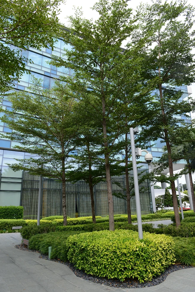 小叶榄仁树阵-花瓣网