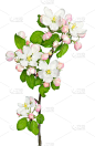 支流,苹果,树苗,苹果树,垂直画幅,枝繁叶茂,樱花,樱桃,无人,蔷薇科