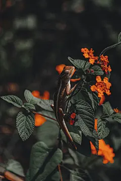 变色龙高清摄影素材