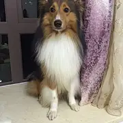 peter的老爷车