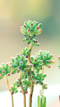 菩月_PuYue采集到植物