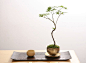 Bonsai by Sinajina: 