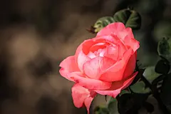 盛开绽放的美丽月季花