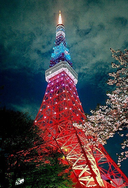  旅行风景 樱花~东京铁塔