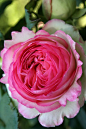 Pink rose