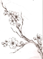 Cherry branch | tagged pencil illustration cherry branch cherry blossoms sketch ...