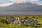 乞力马扎罗山 安博塞利国家公园 大象天堂 肯尼亚