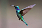 Teal and Brown Hummingbird Flying