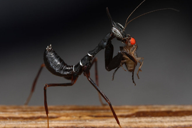 幽灵螳螂节肢动物门昆虫纲螳螂目brbabyphyllocraniaparadoxa2bymacro