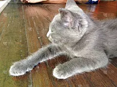 甜蜜、有趣、放松的猫咪表情包