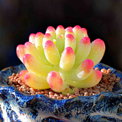 Sugar_Happy采集到植物