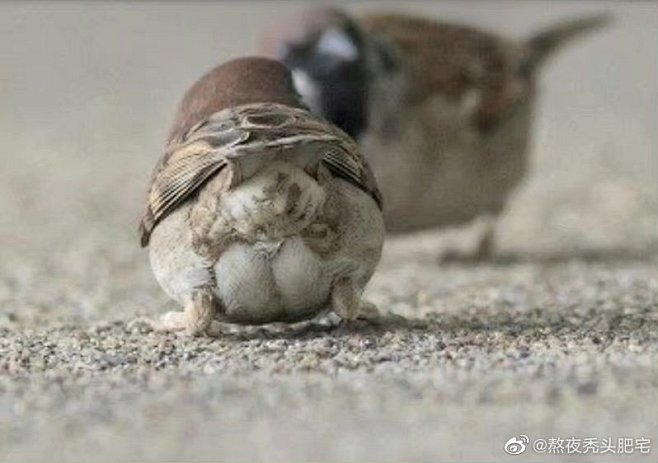 赞过的微博 微博-随时随地发现新鲜事