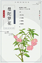 曼陀罗植物中药