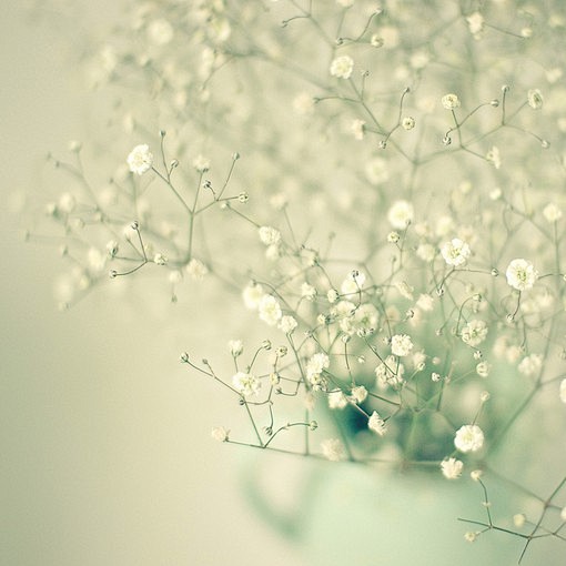 满天星图片5