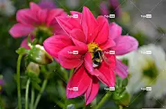 大丽花 花卉 熊蜂 明亮 绿色 花壁纸 粉色的 自然 花朵