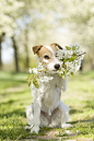 Puppy and flowers, the perfect match.: