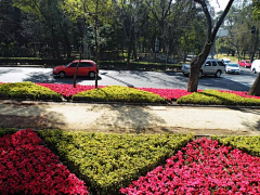 小圭采集到D道路绿带