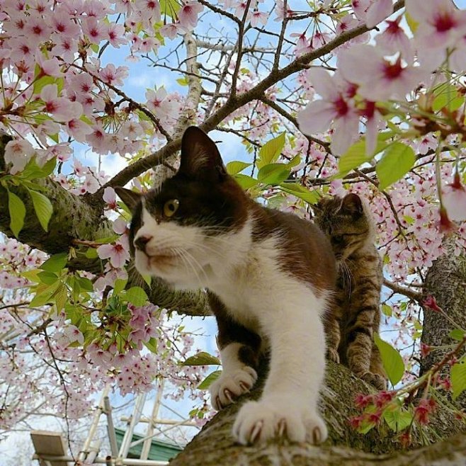 “貓比人更懂得如何欣賞大自然的餽贈。”貓...