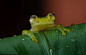 晶莹剔透 热带雨林惊现透明“玻璃蛙”(组图)