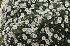 一丛白色的韩国菊花。