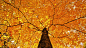 General 1920x1080 nature trees leaves branch fall maple leaves yellow worm's eye view