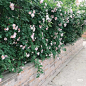 蔷薇花墙 (2)