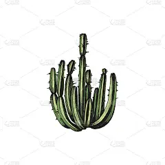 彩色手绘仙人掌与长茎雕刻矢量插图孤立。