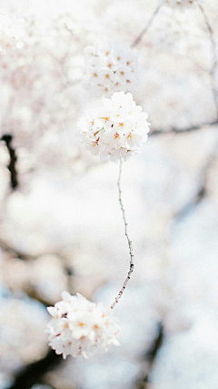 二五木有零采集到背景【花朵/花瓣/鲜花】