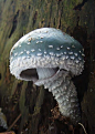 https://i.pinimg.com/564x/1a/99/13/1a99138d1f18f75a684b73b3af41fa56.jpg