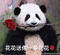 分享一波大熊猫和花的表情包