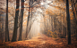 Earth, Fall, Fog, Forest, Nature, Sunbeam, Tree wallpaper preview