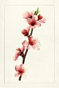 美国农业部水彩画水果画册