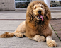 A dog has become an internet hit after being mistaken for a lion. Labradoodle Charles the Monarch is a dead ringer for the king of the jungle with a shaggy mane and long feline tail. The similarity is so striking, concerned bystanders have called police t