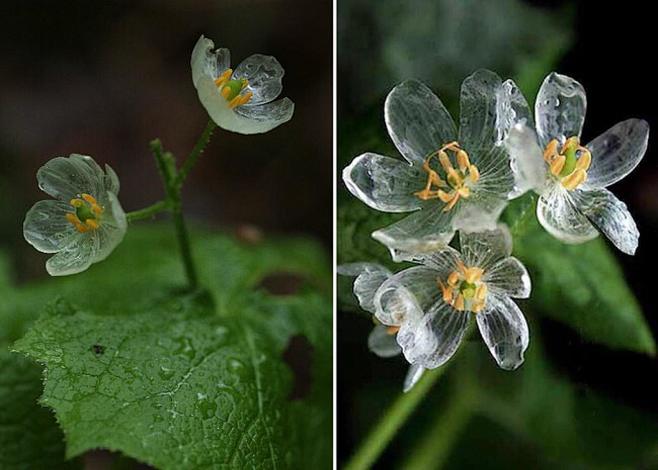 山荷叶中国植物志正名为：马蹄芹[1]（学...