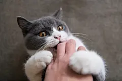 点击来源直接获取大图文件 |Fingers playing with kittens