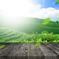 茶叶木板电商主图背景
