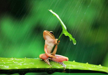 在印度尼西亚一只树蛙被拍到抱着树叶躲雨，...