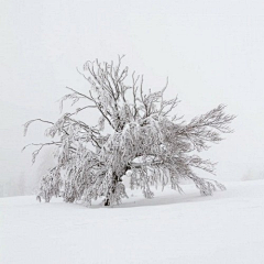 呆在角落的某人采集到雪景