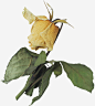 干枯玫瑰花高清素材 凋谢的玫瑰 带叶子的玫瑰 干枯玫瑰 玫瑰花 脱水玫瑰 免抠png 设计图片 免费下载