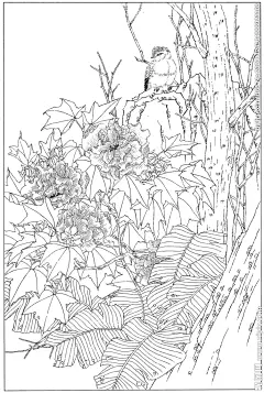花 鸟 石头-  (35)