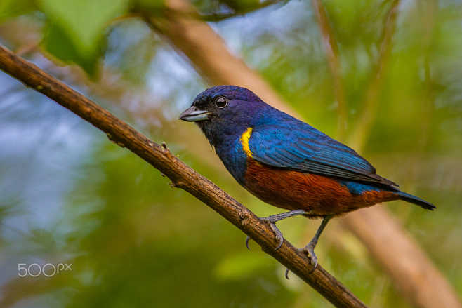 栗腹歌雀euphoniapectoralis雀形目燕雀科歌雀属