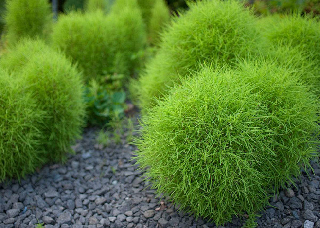 细叶扫帚草,藜科地肤属.形态特征:一年生.