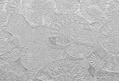 螺线,壁纸,贝壳,背景,白色,化石,菊石,式样,抽象,背景幕