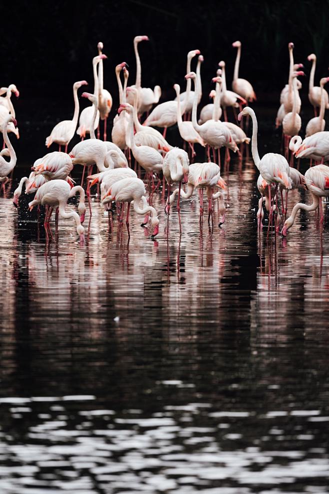 flock of flamingos o...