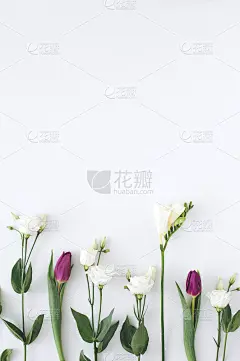 创意布局与鲜花和绿叶与复制空间。