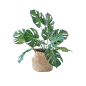 盆栽png 北欧植物 透明素材植物 居家装饰绿植 免抠素材