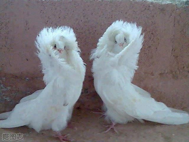 谁能理解鸽子这种生物