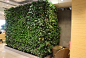 植物墙 餐饮空间设计  垂直绿化 立体绿化  
项目地：麦当劳
来源：深圳市润城生态环境股份有限公司