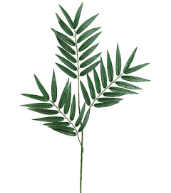 195_PH采集到素材_植物系