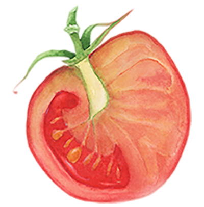 西红柿番茄横切面手绘蔬菜png免抠图